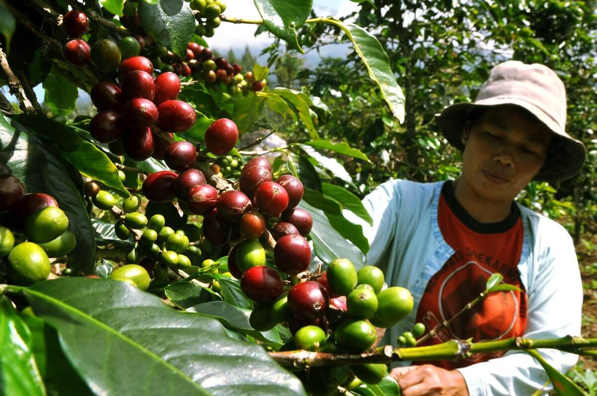 Bali Kintamari coffee farmer picking cherries