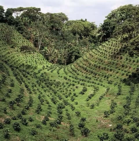 Colombia Tolima Coffee Farm