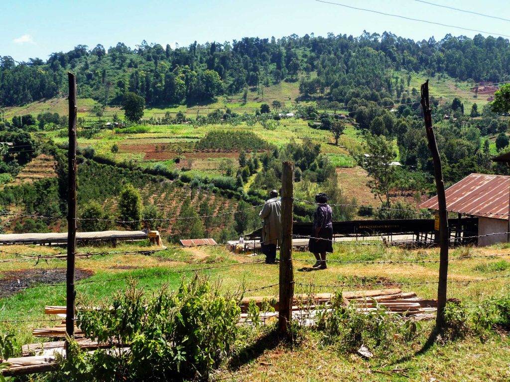 Kenya Nyeri Roast to Order Coffee