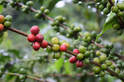 Colombia Tolima Coffee Farm Cherries