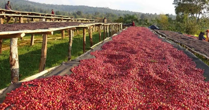 Small Batch Ethiopia Sidama Coffee