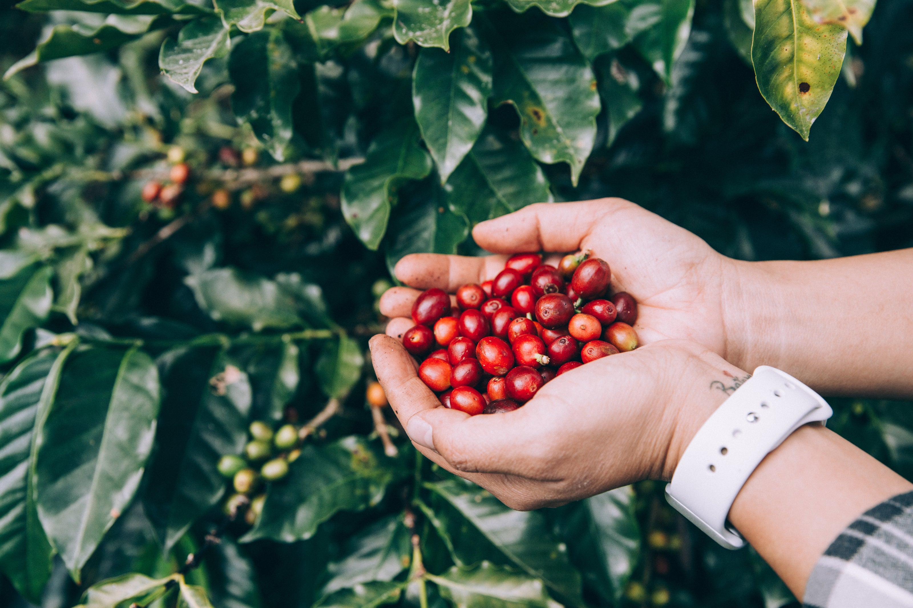 Laughing Bird Coffee Cherries in the Hand of a Farmer